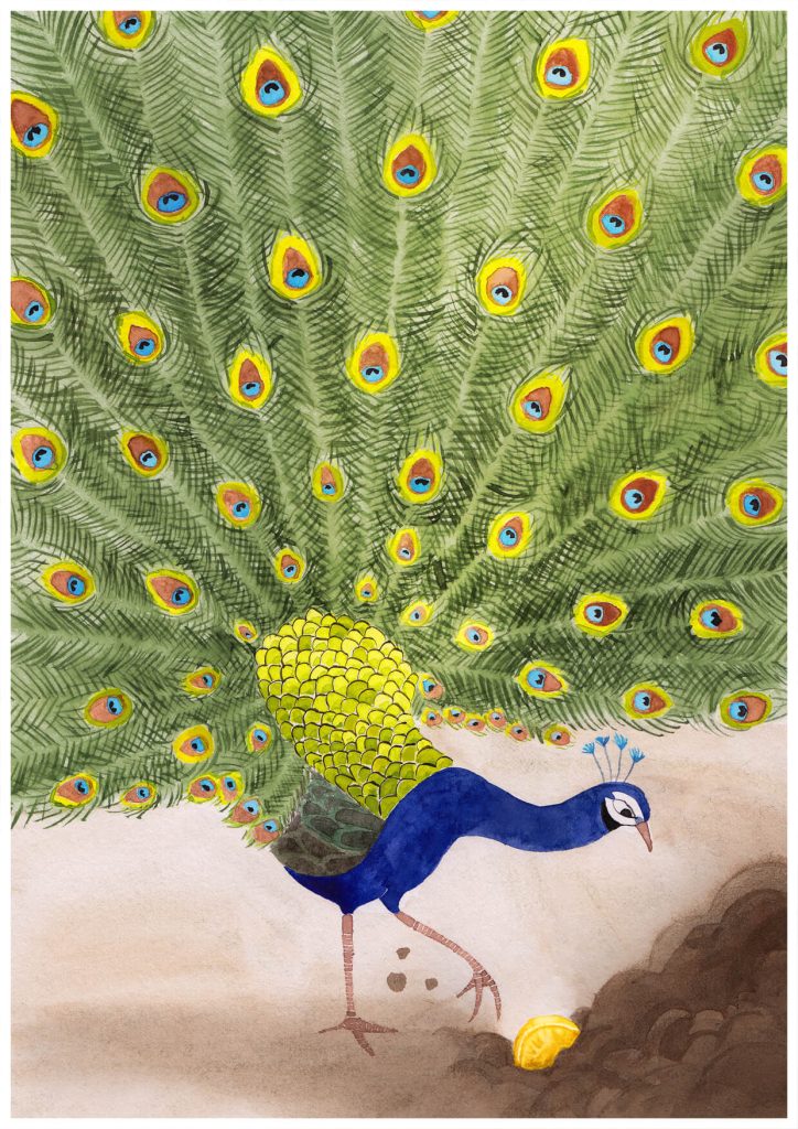 Illustration du conte traditionnel francophone le petit paon– conte réécrit en Français Illustré par vérane cottin