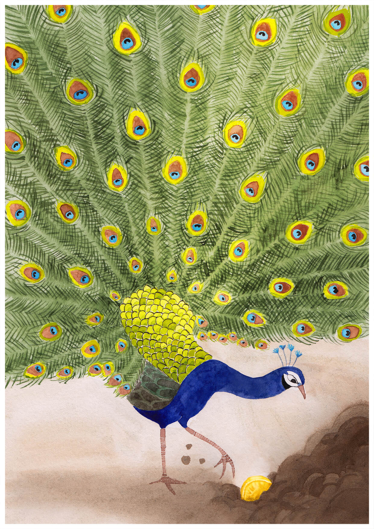 Illustration du conte traditionnel francophone le petit paon– conte réécrit en Français Illustré par vérane cottin