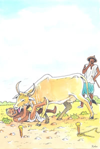 Illustration du conte traditionnel sénégalais Boori ou la vache perdue illustré par Malang Sène